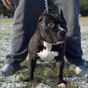 Meet your Posher, Brady